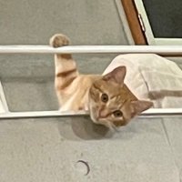 ぽてち (@otooot1111) 's Twitter Profile