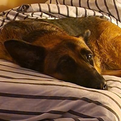 iMiniBiscuits's profile picture. do you know the muffin man?