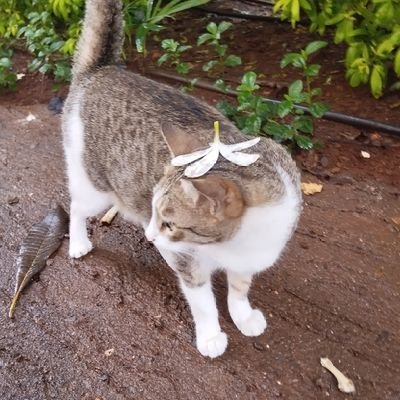 mafuyushairpin's profile picture. (≧∇≦)/

choco chico chipo cookiee