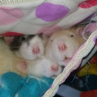 Sir Appa, Lord Momo & Presidemt Hawkie's Legacy 🐀 (@appamomohawkie) 's Twitter Profile