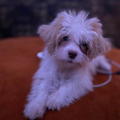 toby0000000001's profile picture. all name