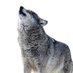 wolf lovers (@wolflovers__) Twitter profile photo wolf lovers (@wolflovers__) Twitter profile photo