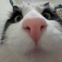 bug :) (@littlebugcat) 's Twitter Profile
