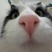 bug :) (@littlebugcat) Twitter profile photo bug :) (@littlebugcat) Twitter profile photo