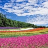 まみこ (@mamiko207331502) 's Twitter Profile