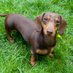 Dachshund Lovely (@dachshundlove06) Twitter profile photo Dachshund Lovely (@dachshundlove06) Twitter profile photo
