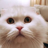 Merve (@ebemervee) 's Twitter Profile Photo