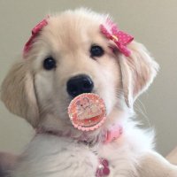 Puppy ૮꒰ ˶• ༝ •˶꒱ა ♡ (@puppiegotchi) Twitter profile photo