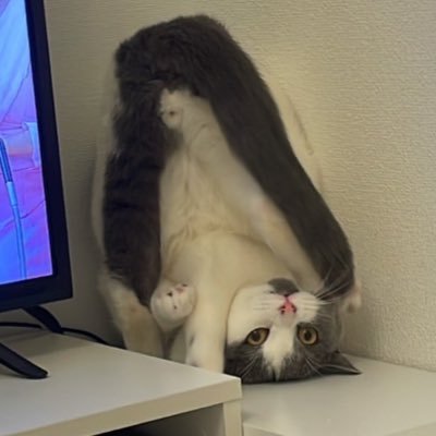 @fuuuusamaは凍結されました。平和に行きます。このアカウントは飯と猫と喫茶店で構成されております。