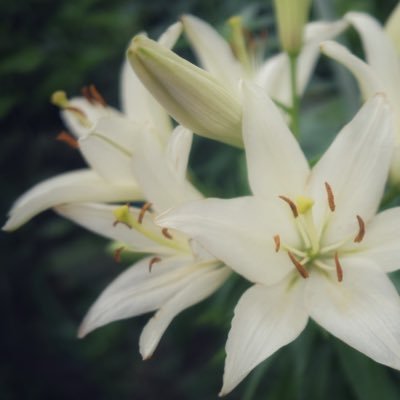 _m0_cha_'s profile picture. ハンドメイド作品･ぬいぐるみ･ヴィンテージ･アンティークアクセサリー収集