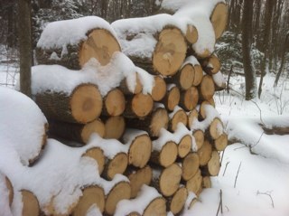 Puslinchbob's profile picture. Robert (Bob) Harris - Micro-maple syrup farmer.