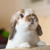 rabbits_funclub (@rabbits_funclub) Twitter profile photo rabbits_funclub (@rabbits_funclub) Twitter profile photo