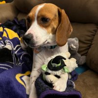 Willow and Jaxin Beagle (@willow_jaxin) 's Twitter Profile