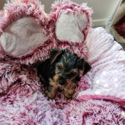 Winterbear1430's profile picture. 💜BTS💜
  🐶.     ♒. 🦋