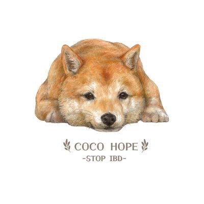 cocochan20202's profile picture. ここちゃんは、去年の冬にIBD(慢性腸疾患)と診断されました。今年の4月に主治医から打ち手なしと宣告されました。7月15日に亡くなりました。応援ありがとうございました。