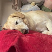 Ablito (@4blito) 's Twitter Profile