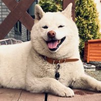 しろ(👵⚾️) (@gurumeshiro) 's Twitter Profile