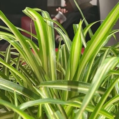 الأحرار يؤمنون بمن معه الحق والعبيد يؤمنون بمن معه القوّة