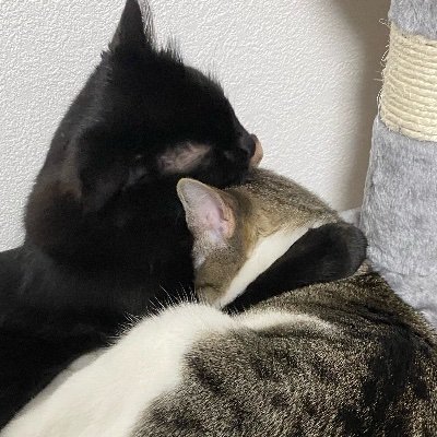 teufelgirl777's profile picture. おてんば娘ゆずちゃん（キジ白）&慎重派あんずちゃん（黒ネコ）の日常をアップしてます。 全てのニャンコ達に幸あれ！ 【ゆずあん日和】YouTubeやってます。 https://t.co/snuIUqHIBK ぜひ、こちらも覗いてみて下さい。