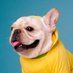 Frenchie Crew (@frenchiecrew) Twitter profile photo Frenchie Crew (@frenchiecrew) Twitter profile photo