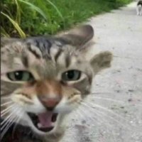 ももな (@coldcatnyan) 's Twitter Profile