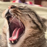 Fulano de Tal (@jaimemor228539) 's Twitter Profile Photo