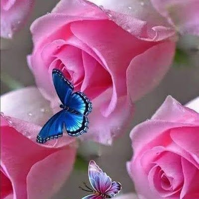 GracieA257191's profile picture. 