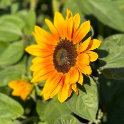 anitalyfe250's profile picture. 