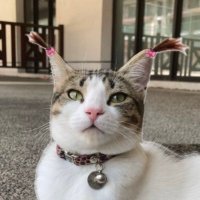 Fırfır (@firfirellas) 's Twitter Profile Photo Fırfır (@firfirellas) 's Twitter Profile Photo
