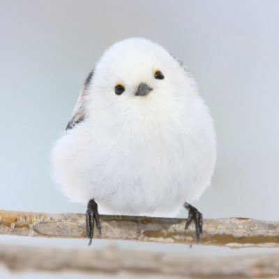 QsX4LwotJQ87969's profile picture. 普通のおばさん❀.*ﾟ雑多❁⃘*.ﾟ音楽が好き