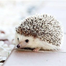 kohana683473's profile picture. 副業で安定した収入を得る方法を発信中。副業初心者にお得な情報を提供。僅かですが現金プレゼント企画もしています♪ なくなり次第終了⇒ https://t.co/8hNUNEZSVF