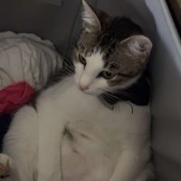 PMFSmitty (@pmfsmitty) 's Twitter Profile