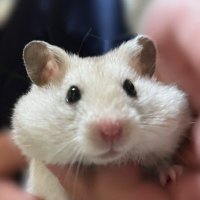 めりはむ (@hamham_party) 's Twitter Profile