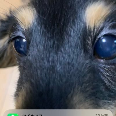 わんこ大好きにゃんこ大好き♥️
配信者様の配信活動を応援するお仕事をしています!興味のある方はDMにてご連絡ください!