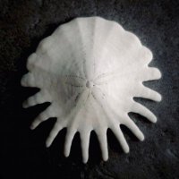 Temnopleurus alexandri　アルビノ個体　ウニ　殻 Temnopleurus alexandri アルビノ個体 ウニ 殻 Salmacis