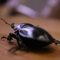 りんごジュース (@r22vt55) 's Twitter Profile Photo