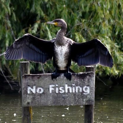 Living in Bude Cornwall 〓〓
AFCB 🍒 fan.
Loves walking, wildlife, and birds.
All photos are my own except retweets.