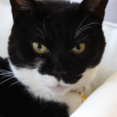 pont_arcenciel's profile picture. 土日は妻と一緒にガーデニング三昧 好きな花は霞草 今は薔薇にハマってます🌹食べ歩きも好きで、特にラーメン🍜😋猫大好き🐱カメラ📷写真撮り再開 🛵クロスカブ50🛵