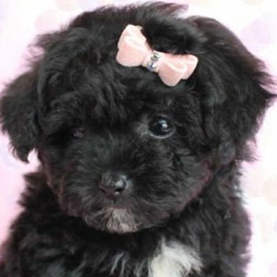 ioriowner's profile picture. 