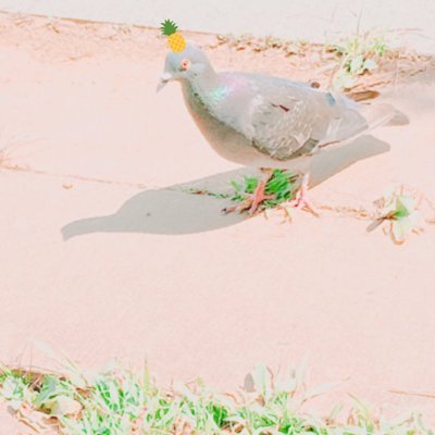 にや太郎𓆈さんのプロフィール画像