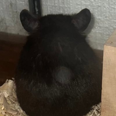 アルパカの個人的感想です。 口はめちゃくちゃ悪いです。 プリコネ引退しました!長い間ありがとう!!仕事落ち着いたらまたやる!かも!R511.08