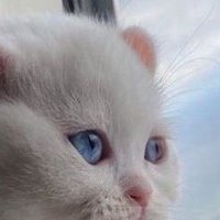 Dünyadan (@alcakmak4) 's Twitter Profile