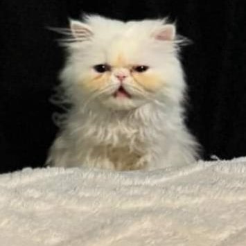 Answering everyone's questions about Wisp the cat!
Maintained by @arcachronica with help from Wisp's mom @niqueipoooo!
Official Wisp account!