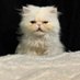 Wispy: Clean Queen era (@haswisppooped) Twitter profile photo Wispy: Clean Queen era (@haswisppooped) Twitter profile photo