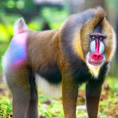 rastamaliaobama's profile picture. strange life. .. we on top.