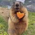 ♡🦫 (@marmot_marmot) Twitter profile photo ♡🦫 (@marmot_marmot) Twitter profile photo