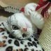 猫侍 (@yoshi_tune1010) Twitter profile photo 猫侍 (@yoshi_tune1010) Twitter profile photo