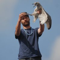 BELGIAN BIRDER (@davybosman) 's Twitter Profile