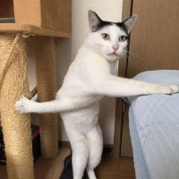 fuyuneko (@fuyuneko_wakige) 's Twitter Profile