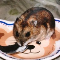 サファイア (@saffh_) 's Twitter Profile Photo サファイア (@saffh_) 's Twitter Profile Photo